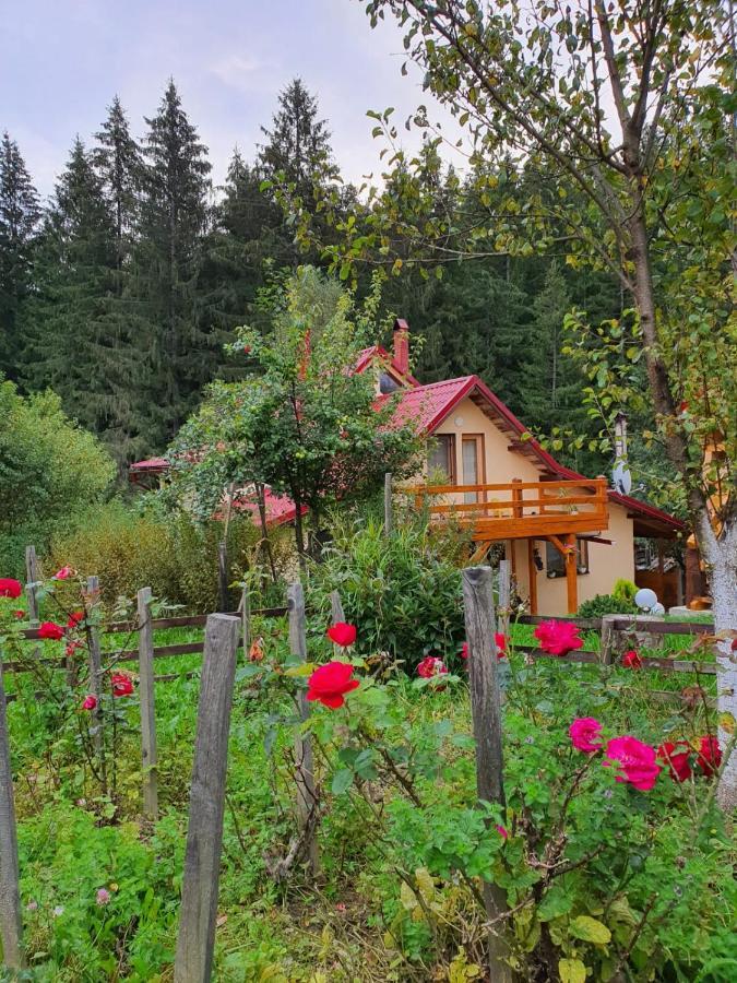 Forest Vibes Spa Cîmpu lui Neag Extérieur photo