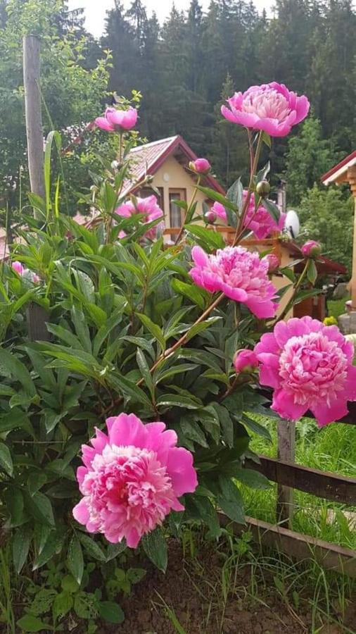 Forest Vibes Spa Cîmpu lui Neag Extérieur photo