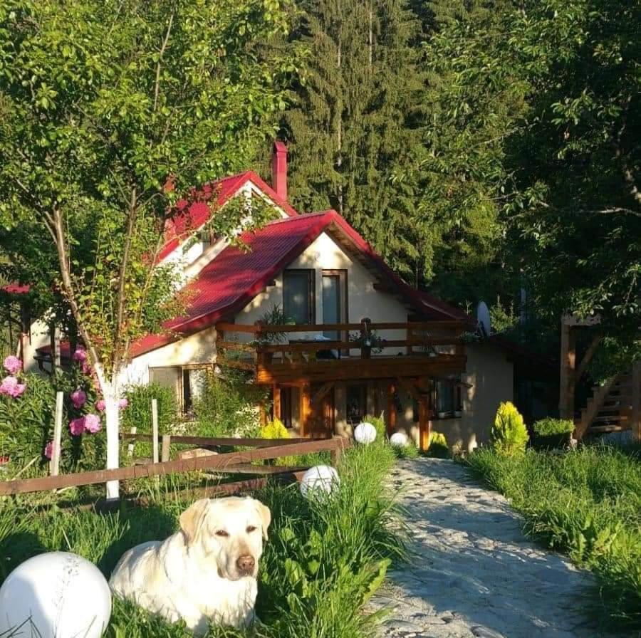 Forest Vibes Spa Cîmpu lui Neag Extérieur photo