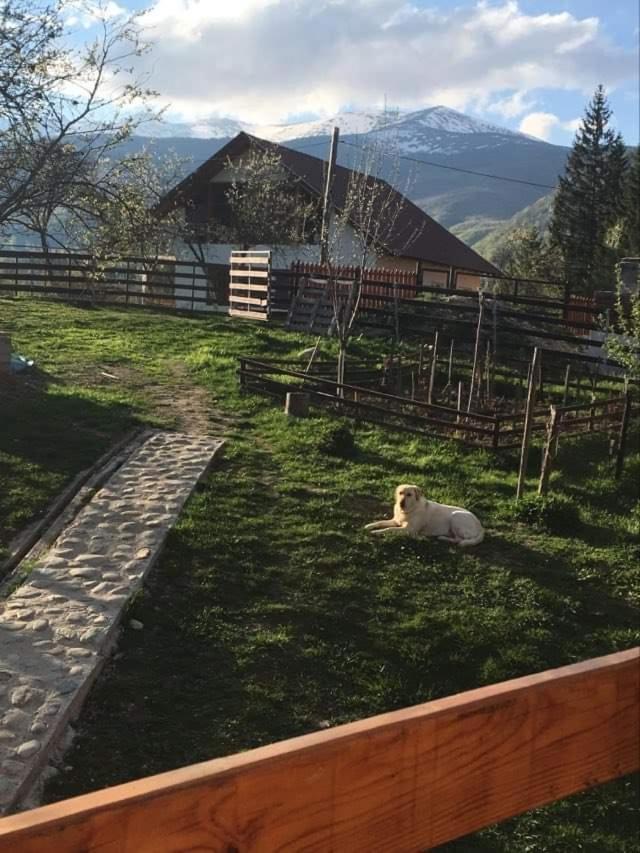 Forest Vibes Spa Cîmpu lui Neag Extérieur photo