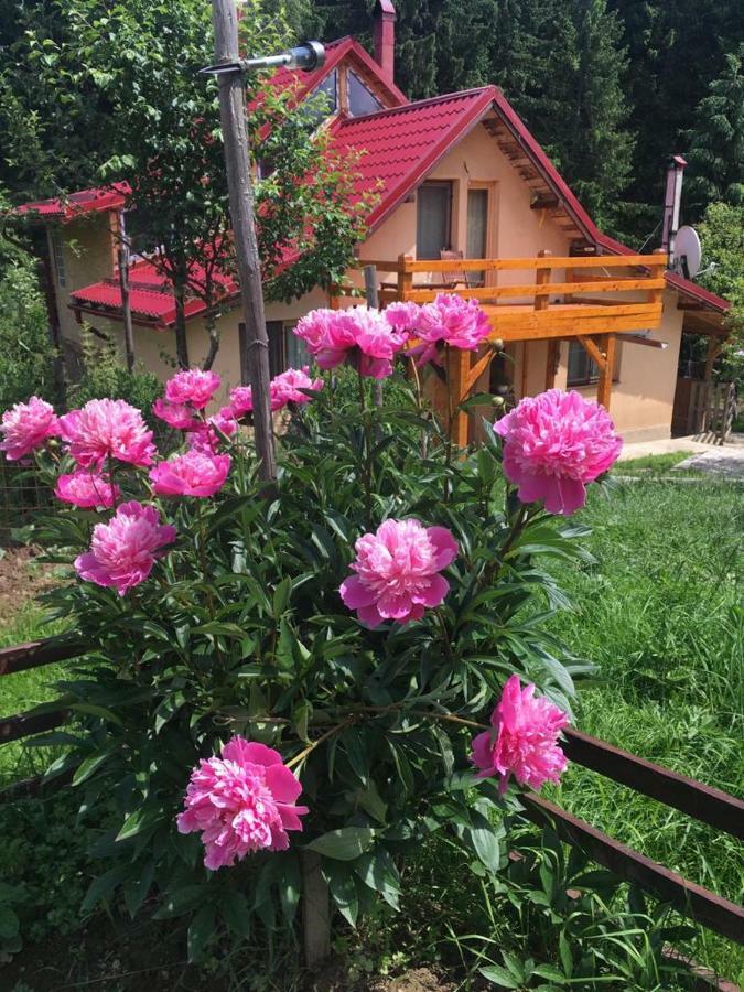 Forest Vibes Spa Cîmpu lui Neag Extérieur photo