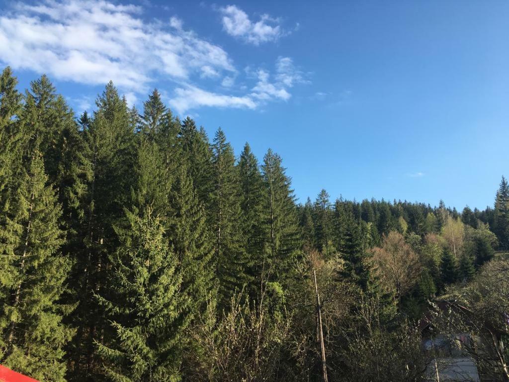 Forest Vibes Spa Cîmpu lui Neag Extérieur photo