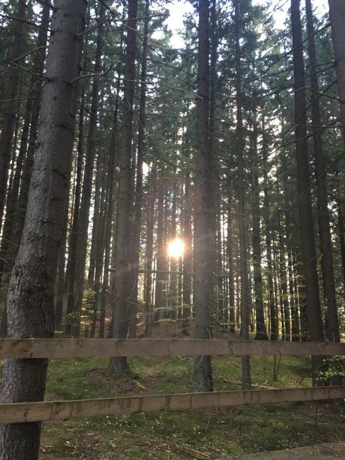 Forest Vibes Spa Cîmpu lui Neag Extérieur photo